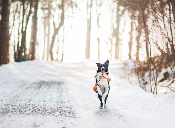 Wallpaper dog, cute animals, winter, snow, trees, 4k, Animals 327524675